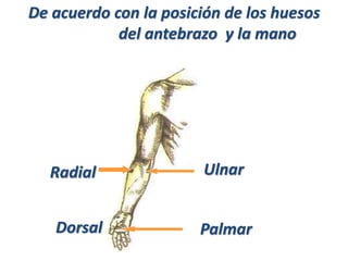 De acuerdo con la posición de los huesos
del antebrazo y la mano
Radial Ulnar
PalmarDorsal
 