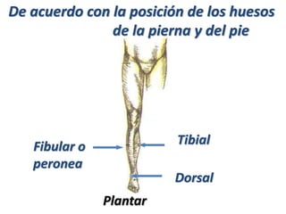 De acuerdo con la posición de los huesos
de la pierna y del pie
TibialFibular o
peronea
Dorsal
Plantar
 