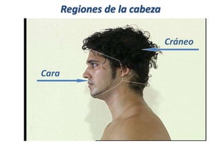 Cráneo
Cara
Regiones de la cabeza
 