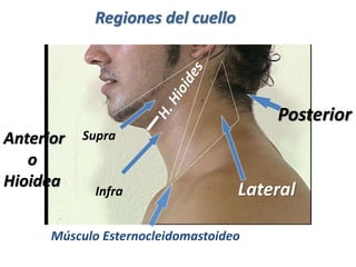 Regiones del cuello
Posterior
Músculo Esternocleidomastoideo
Anterior
o
Hioidea
Supra
Infra Lateral
 