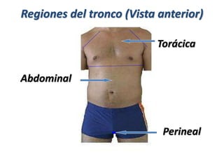 Regiones del tronco (Vista anterior)
Torácica
Abdominal
Perineal
 