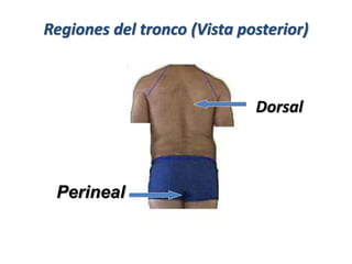 Regiones del tronco (Vista posterior)
Dorsal
Perineal
 