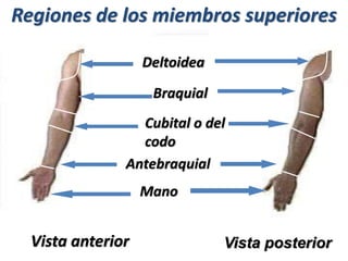 Regiones de los miembros superiores
Deltoidea
Braquial
Cubital o del
codo
Antebraquial
Mano
Vista anterior Vista posterior
 