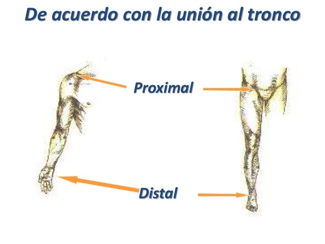 03 planos y ejes. terminologìa anatómica