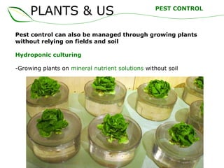 PLANTS & US
Pest control can also be managed through growing plants
without relying on fields and soil
Hydroponic culturing
-Growing plants on mineral nutrient solutions without soil
PEST CONTROL
 