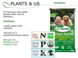PLANTS & US
To maximize crop yields,
farmers often rely on
fertilizers.
Fertilizers
-supply plants with
nutrients
-focuses on 3
macronutrients for plants:
Nitrogen (N)
Phosphorus (P)
Potassium (K)
Fertilizers
 