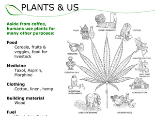 PLANTS & US
Aside from coffee,
humans use plants for
many other purposes:
Food
Cereals, fruits &
veggies, food for
livestock
Medicine
Taxol, Aspirin,
Morphine
Clothing
Cotton, linen, hemp
Building material
Wood
Fuel
 