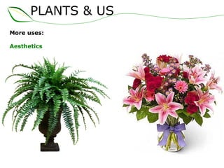 PLANTS & US
More uses:
Aesthetics
 
