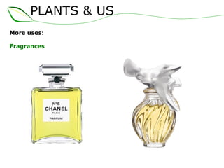PLANTS & US
More uses:
Fragrances
 