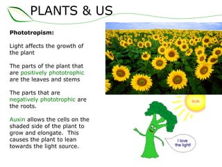 PLANTS & US
Phototropism:
Light affects the growth of
the plant
The parts of the plant that
are positively phototrophic
are the leaves and stems
The parts that are
negatively phototrophic are
the roots.
Auxin allows the cells on the
shaded side of the plant to
grow and elongate. This
causes the plant to lean
towards the light source.
 