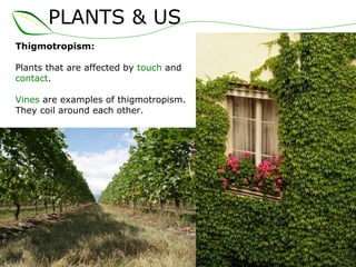 PLANTS & US
Thigmotropism:
Plants that are affected by touch and
contact.
Vines are examples of thigmotropism.
They coil around each other.
 