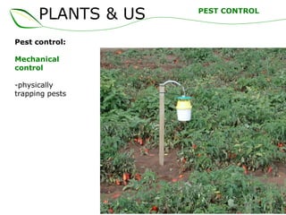 PLANTS & US
Pest control:
Mechanical
control
-physically
trapping pests
PEST CONTROL
 