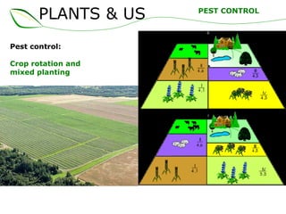 PLANTS & US
Pest control:
Crop rotation and
mixed planting
PEST CONTROL
 