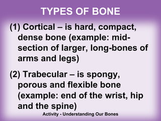 TYPES OF BONE
(1) Cortical – is hard, compact,
dense bone (example: mid-
section of larger, long-bones of
arms and legs)
(2) Trabecular – is spongy,
porous and flexible bone
(example: end of the wrist, hip
and the spine)
Activity - Understanding Our Bones
 