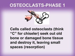 OSTEOCLASTS-PHASE 1
Cells called osteoclasts (think
“C” for chiseler) seek out old
bone or damaged bone tissue
and destroy it, leaving small
spaces (resorption)
 