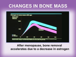 CHANGES IN BONE MASS
After menopause, bone removal
accelerates due to a decrease in estrogen
 