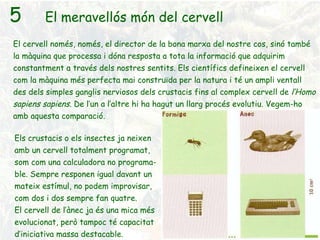 5 El meravellós món del cervell El cervell només, només, el director de la bona marxa del nostre cos, sinó també la màquina que processa i dóna resposta a tota la informació que adquirim constantment a través dels nostres sentits. Els científics defineixen el cervell com la màquina més perfecta mai construïda per la natura i té un ampli ventall des dels simples ganglis nerviosos dels crustacis fins al complex cervell de  l’Homo sapiens sapiens . De l’un a l’altre hi ha hagut un llarg procés evolutiu. Vegem-ho amb aquesta comparació. Els crustacis o els insectes ja neixen amb un cervell totalment programat, som com una calculadora no programa-ble. Sempre responen igual davant un mateix estímul, no podem improvisar, com dos i dos sempre fan quatre. El cervell de l’ànec ja és una mica més evolucionat, però tampoc té capacitat d’iniciativa massa destacable. 