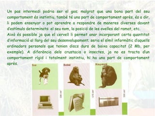 Un pas intermedi podria ser el gos; malgrat que una bona part del seu comportament és instintiu, també té una part de comportament après, és a dir, li podem ensenyar o pot aprendre a respondre de maneres diverses davant d’estímuls determinats: el seu nom, la posició de les ovelles del ramat, etc. Això és possible ja que el cervell li permet anar incorporant certa quantitat d’informació al llarg del seu desenvolupament; seria el símil informàtic d’aquells ordinadors personals que tenien discs durs de baixa capacitat (2 Mb, per exemple). A diferència dels crustacis o insectes, ja no es tracta d’un comportament rígid i totalment instintiu, hi ha una part de comportament après . 