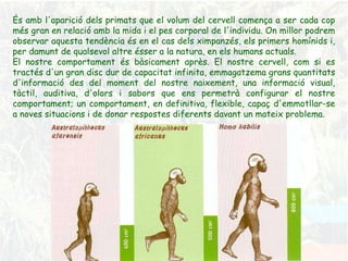 És amb l'aparició dels primats que el volum del cervell comença a ser cada cop més gran en relació amb la mida i el pes corporal de l'individu. On millor podrem observar aquesta tendència és en el cas dels ximpanzés, els primers homínids i, per damunt de qualsevol altre ésser a la natura, en els humans actuals. El nostre comportament és bàsicament après. El nostre cervell, com si es tractés d'un gran disc dur de capacitat infinita, emmagatzema grans quantitats d'informació des del moment del nostre naixement, una informació visual, tàctil, auditiva, d'olors i sabors que ens permetrà configurar el nostre comportament; un comportament, en definitiva, flexible, capaç d'emmotllar-se a noves situacions i de donar respostes diferents davant un mateix problema.  