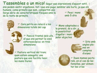 T’assembles a un mico!   Segur que expressions d’aquest estil,  i ens podem sentir orgullosos, tot i que ens pugui semblar una burla, ja que els humans, coma primats que som, compartim una  llarga sèrie de característiques físiques amb la  de la resta de primats.    Cara petita en relació a les dimensions totals del cap    Posició frontal dels ulls, el que ens permet la visió estereoscòpica: en tres dimensions    Postura vertical del tronc quan estem asseguts; una postura que ens facilita tenir les mans lliures    Peus i mans amb 5 dits Mans adaptades a la prensió, és a dir, a la possibilitat d’agafar i mani- pular objectes    Dits amb ungles pla-nes en comptes d’urpes    Dues mames pecto-rals, en el cas de les femelles, per alimen-tar les cries 