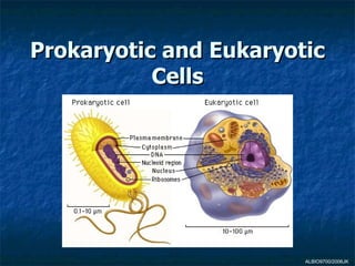 Prokaryotic and Eukaryotic Cells ALBIO9700/2006JK 