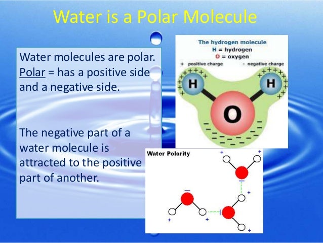 What are characteristics of a polar molecule?