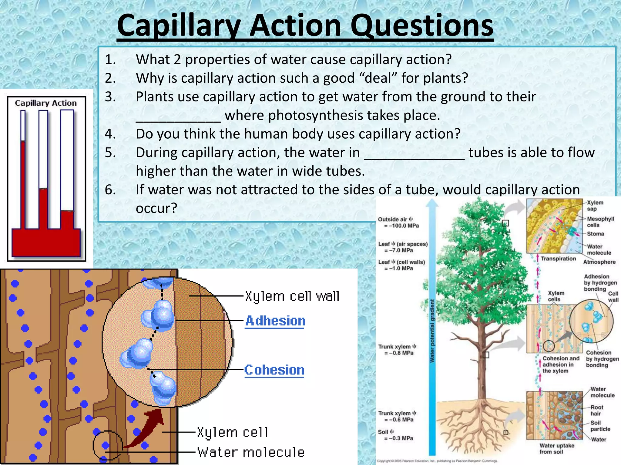 Capillary Action Questions
1.
2.
3.
4.
5.
6.

What 2 properties of water cause capillary action?
Why is capillary action such a good “deal” for plants?
Plants use capillary action to get water from the ground to their
___________ where photosynthesis takes place.
Do you think the human body uses capillary action?
During capillary action, the water in _____________ tubes is able to flow
higher than the water in wide tubes.
If water was not attracted to the sides of a tube, would capillary action
occur?

 
