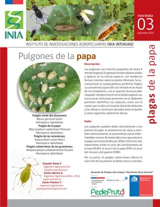 FICHA TÉCNICA
03
INSTITUTO DE INVESTIGACIONES AGROPECUARIAS INIA INTIHUASI
plagasdelapapa
Pulgón verde del duraznero:
Myzus persicae Sulzer
(Hemiptera: Aphididae).
Pulgón de la papa:
Macrosiphum euphorbiae (Thomas)
(Hemiptera: Aphididae).
Pulgón de las solanáceas:
Aulacorthum solani (Kalt.)
(Hemiptera: Aphididae).
Pulgón subterráneo de las gramíneas:
Rhopalosiphum rufiabdominalis (Sasaki)
(Hemiptera: Aphididae).
Septiembre 2016
Pulgones de la papa
Daño:
Los pulgones pueden dañar directamente a las
plantas de papa, al alimentarse de savia, y tam-
bién indirectamente, al transmitirles varias enfer-
medades virosas. Al menos diez virus que atacan a
la papa son transmitidos por áfidos. Entre los más
importantes están el virus del enrollamiento de
la hoja (PLRV), el virus Y de la papa (PVY), el virus
del mosaico del pepino (CMV).
Por su parte, el pulgón subterráneo afecta la
nutrición de las plantas al dañar raíces y raicillas.
Descripción:
Los pulgones son insectos pequeños de hasta 4
mm de longitud. En general existen adultos alados
y ápteros en la misma especie, con tendencia
forman colonias sobre la planta infestada. Se re-
conocen por su cuerpo globoso, piriforme, frágil y
su característica posición casi inmóvil en las hojas
de sus hospederos, con el aparato bucal picador
chupador siempre inserto en el tejido vegetal. Las
estructuras exclusivas presentes en el abdomen
permiten identificar las especies, estos son la
cauda, que se ubica en la parte distal del abdomen
y los sifones o cornículos ubicados entre el quinto
y sexto segmento abdominal dorsal.
Claudio Salas F.
Ingeniero Agrónomo Dr.
claudio.salas@inia.cl
Carlos Quiroz E.
Ingeniero Agrónomo M.Sc., Ph.D.
cquiroz@inia.cl
Javier Puelles T.
Ingeniero Agrónomo
javierpuellest@gmail.com
 