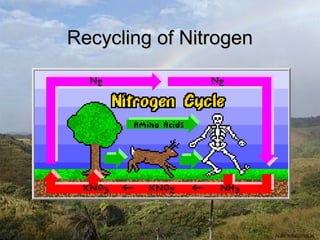Recycling of Nitrogen




                        ALBIO9700/2006JK
 