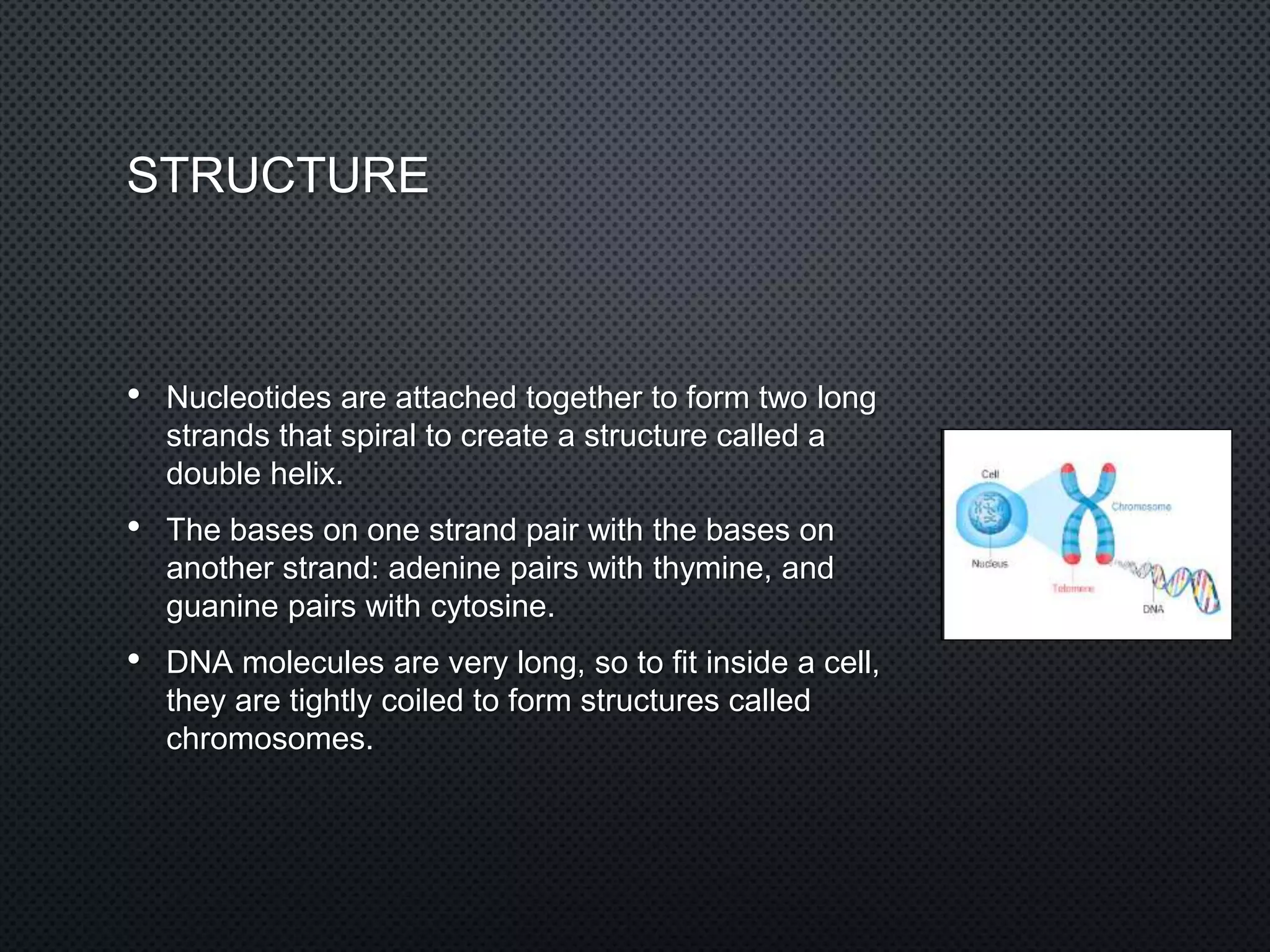STRUCTURE
• Nucleotides are attached together to form two long
strands that spiral to create a structure called a
double helix.
• The bases on one strand pair with the bases on
another strand: adenine pairs with thymine, and
guanine pairs with cytosine.
• DNA molecules are very long, so to fit inside a cell,
they are tightly coiled to form structures called
chromosomes.
 
