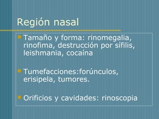 Región nasal
 Tamaño y forma: rinomegalia,
rinofima, destrucción por sífilis,
leishmania, cocaína
 Tumefacciones:forúnculos,
erisipela, tumores.
 Orificios y cavidades: rinoscopia
 