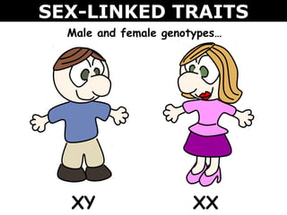 03 sex linked inheritance | PPT