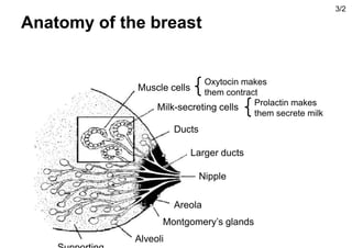 Anatomy of the breast
3/2
Nipple
Larger ducts
Ducts
Montgomery’s glands
Areola
Alveoli
Milk-secreting cells
Muscle cells
Oxytocin makes
them contract
Prolactin makes
them secrete milk
 