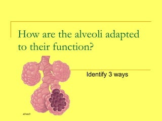 How are the alveoli adapted to their function? Identify 3 ways 
