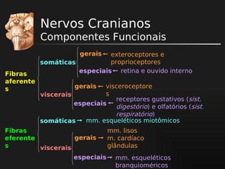 Nervos Cranianos
Componentes Funcionais
gerais

Fibras
aferente
s

exteroceptores e
proprioceptores
somáticas
especiais retina e ouvido interno
gerais

visceroceptore
s
viscerais
receptores gustativos (sist.
especiais
digestório) e olfatórios (sist.
respiratório)
mm. esqueléticos miotômicos
somáticas

Fibras
gerais
eferente
s
viscerais
especiais

mm. lisos
m. cardíaco
glândulas
mm. esqueléticos
branquioméricos

 