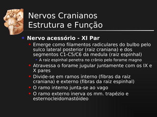 Nervos Cranianos
Estrutura e Função


Nervo acessório - XI Par


Emerge como filamentos radiculares do bulbo pelo
sulco lateral posterior (raiz craniana) e dos
segmentos C1-C5/C6 da medula (raiz espinhal)









A raiz espinhal penetra no crânio pelo forame magno

Atravessa o forame jugular juntamente com os IX e
X pares
Divide-se em ramos interno (fibras da raiz
craniana) e externo (fibras da raiz espinhal)
O ramo interno junta-se ao vago
O ramo externo inerva os mm. trapézio e
esternocleidomastóideo

 