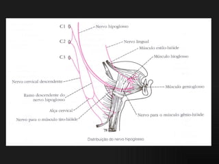 03 t2 nervos cranianos