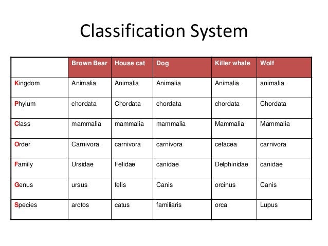 Chordata Classification Chart