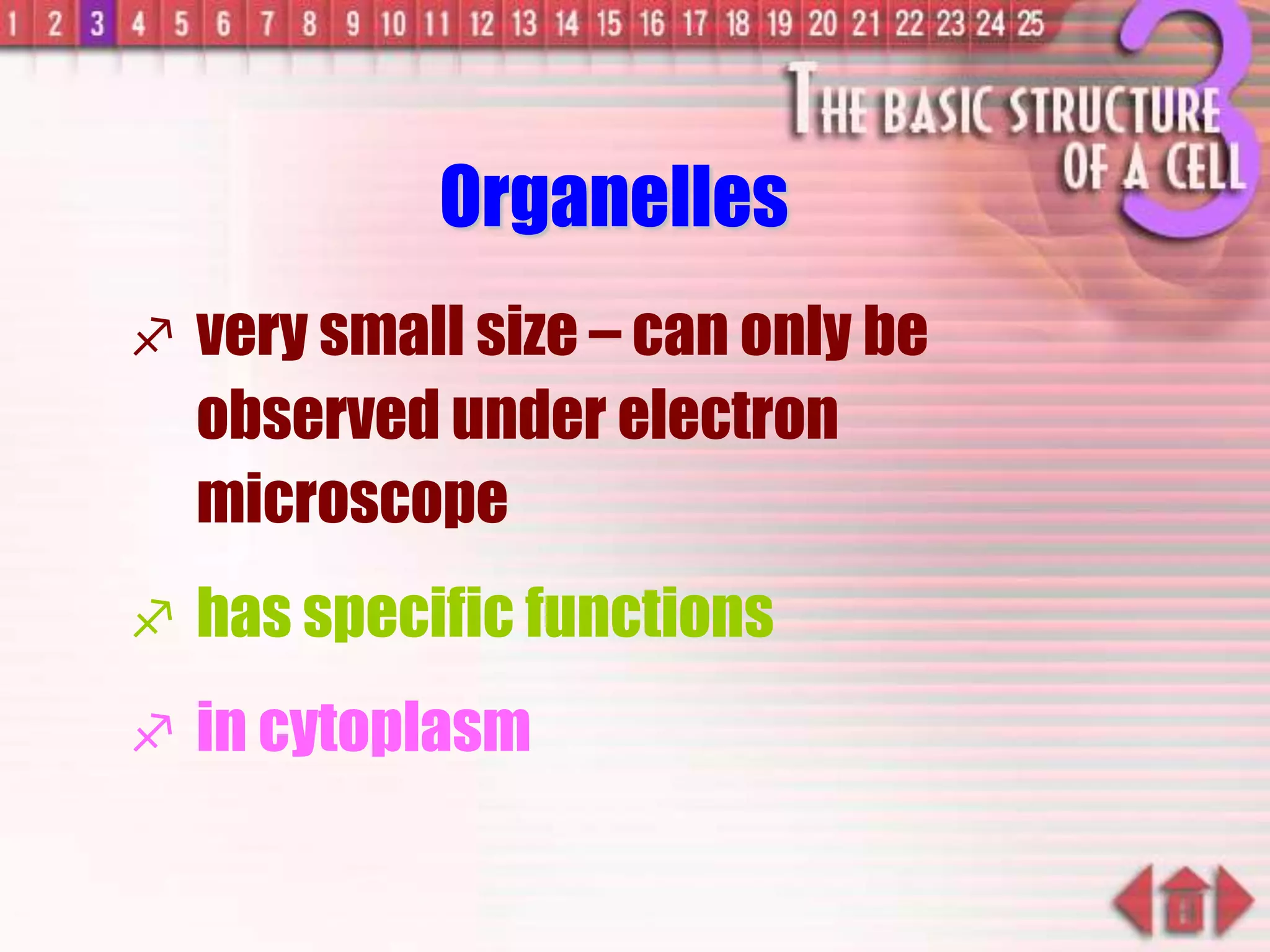 Organelles
 very small size – can only be
observed under electron
microscope
 has specific functions
 in cytoplasm
 