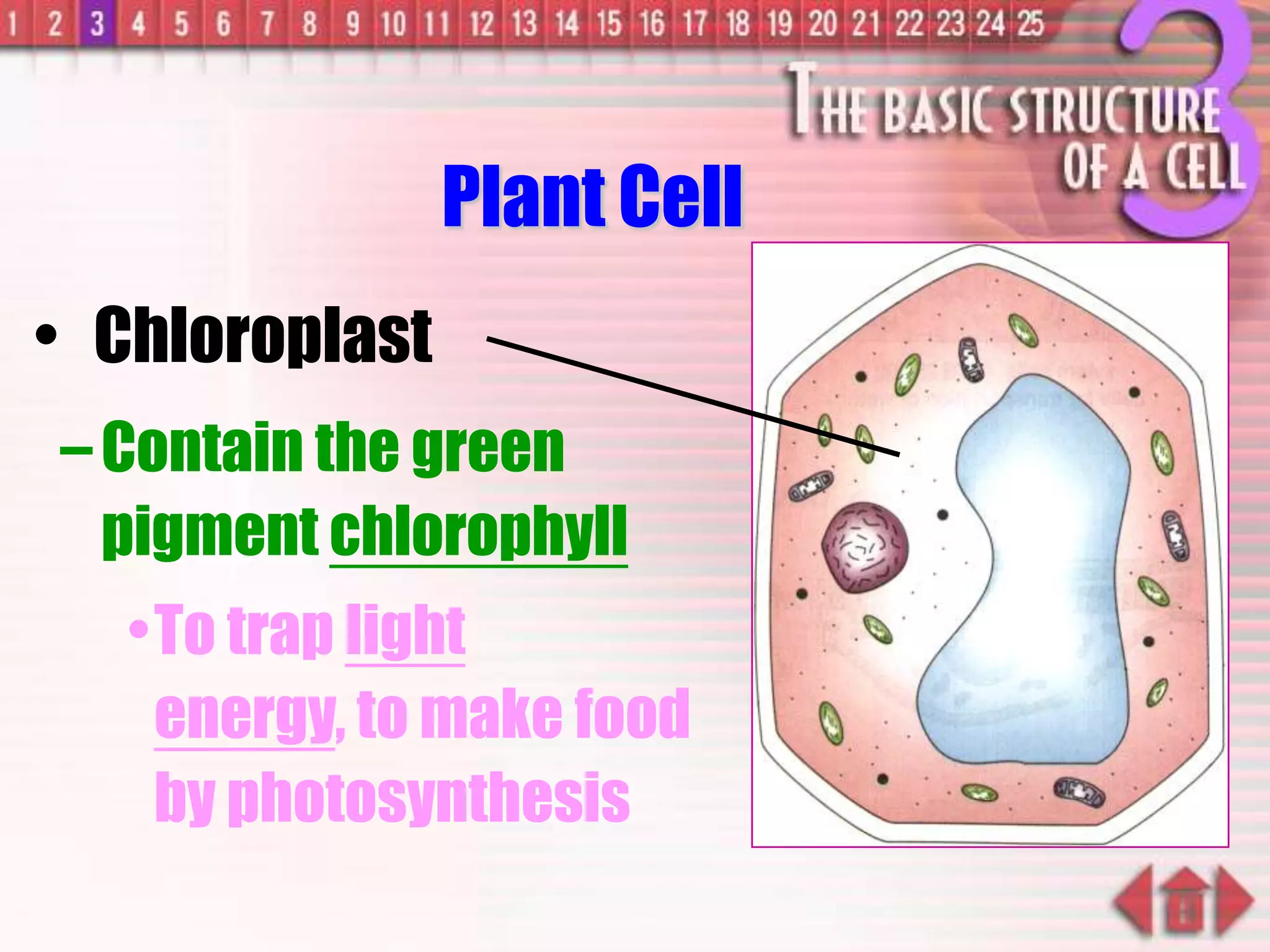 –Contain the green
pigment chlorophyll
•To trap light
energy, to make food
by photosynthesis
Plant Cell
• Chloroplast
 