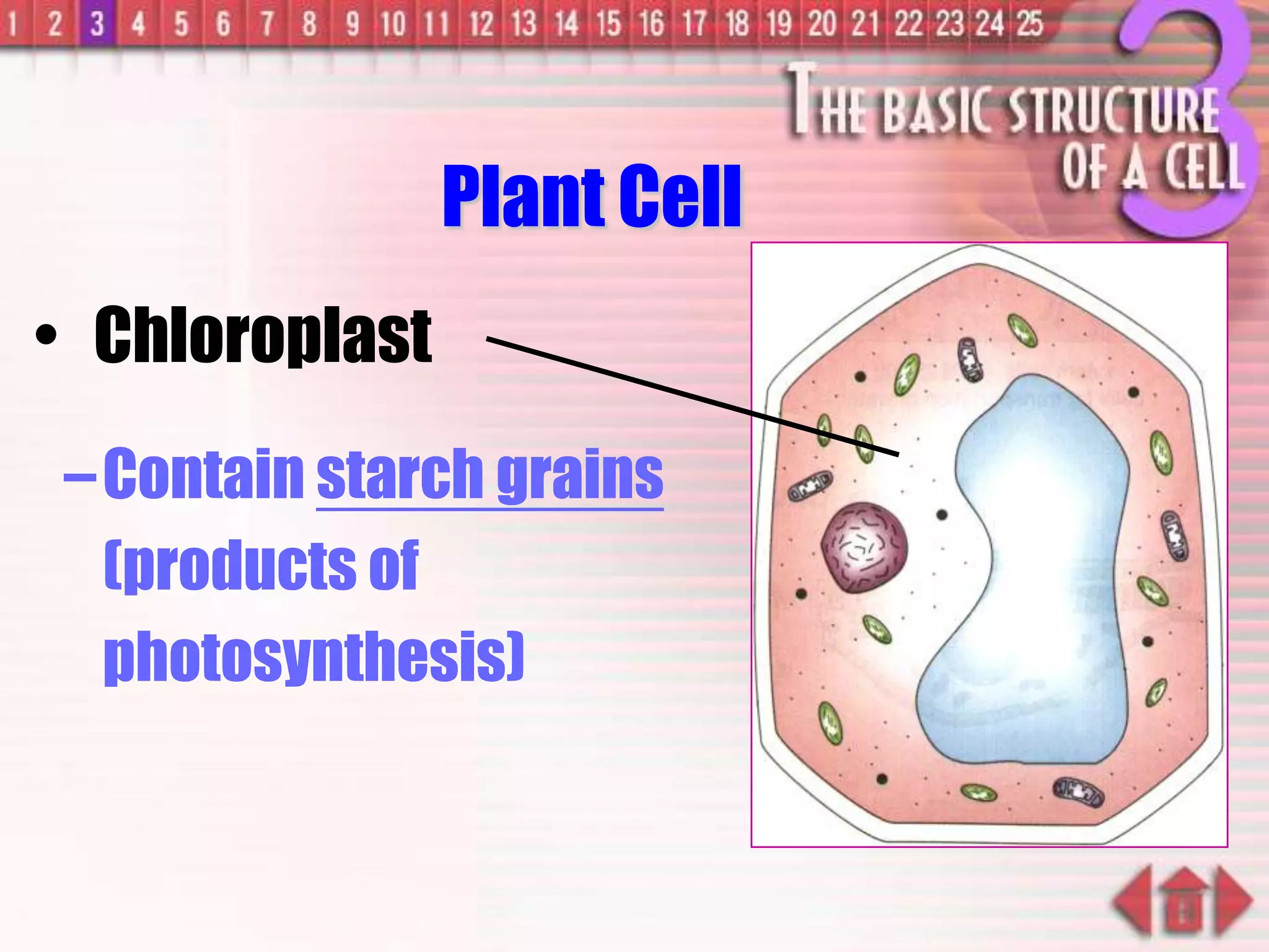 –Contain starch grains
(products of
photosynthesis)
• Chloroplast
Plant Cell
 