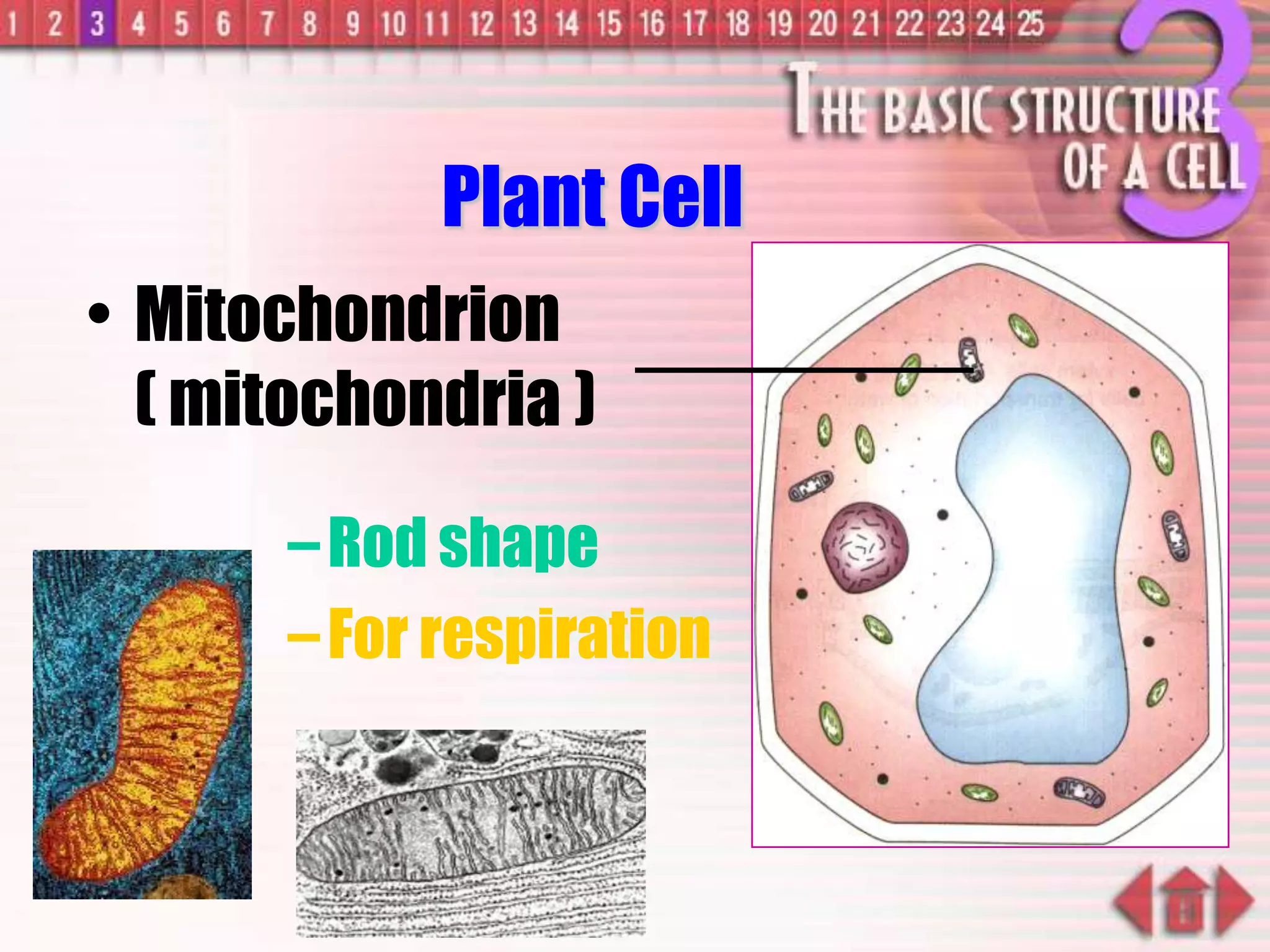 –Rod shape
–For respiration
Plant Cell
• Mitochondrion
( mitochondria )
 