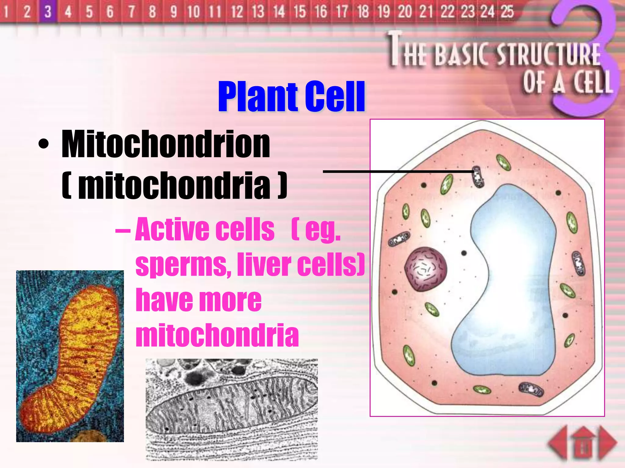 – Active cells ( eg.
sperms, liver cells)
have more
mitochondria
Plant Cell
• Mitochondrion
( mitochondria )
 