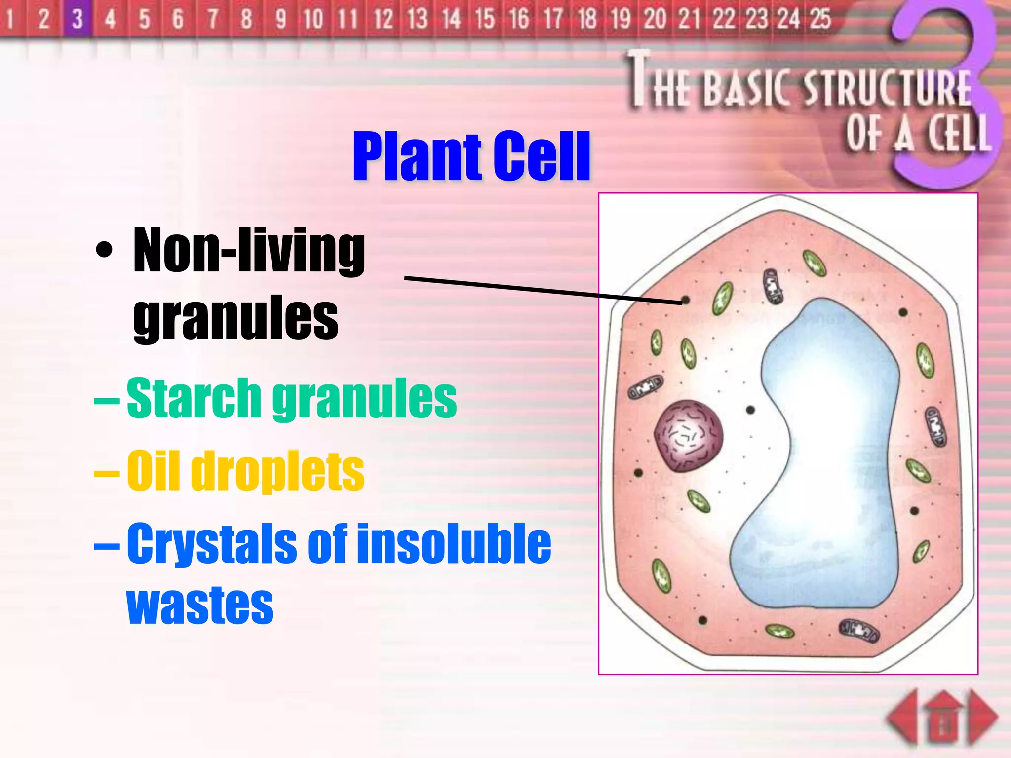 –Starch granules
–Oil droplets
–Crystals of insoluble
wastes
Plant Cell
• Non-living
granules
 