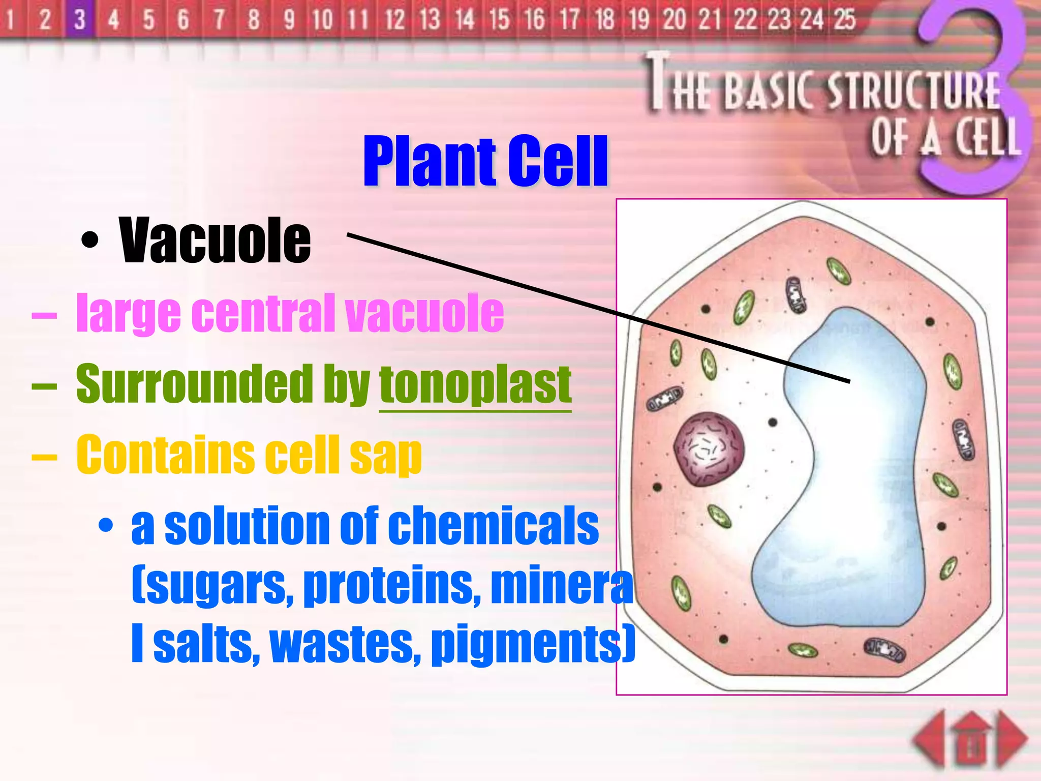 – large central vacuole
– Surrounded by tonoplast
– Contains cell sap
• a solution of chemicals
(sugars, proteins, minera
l salts, wastes, pigments)
Plant Cell
• Vacuole
 