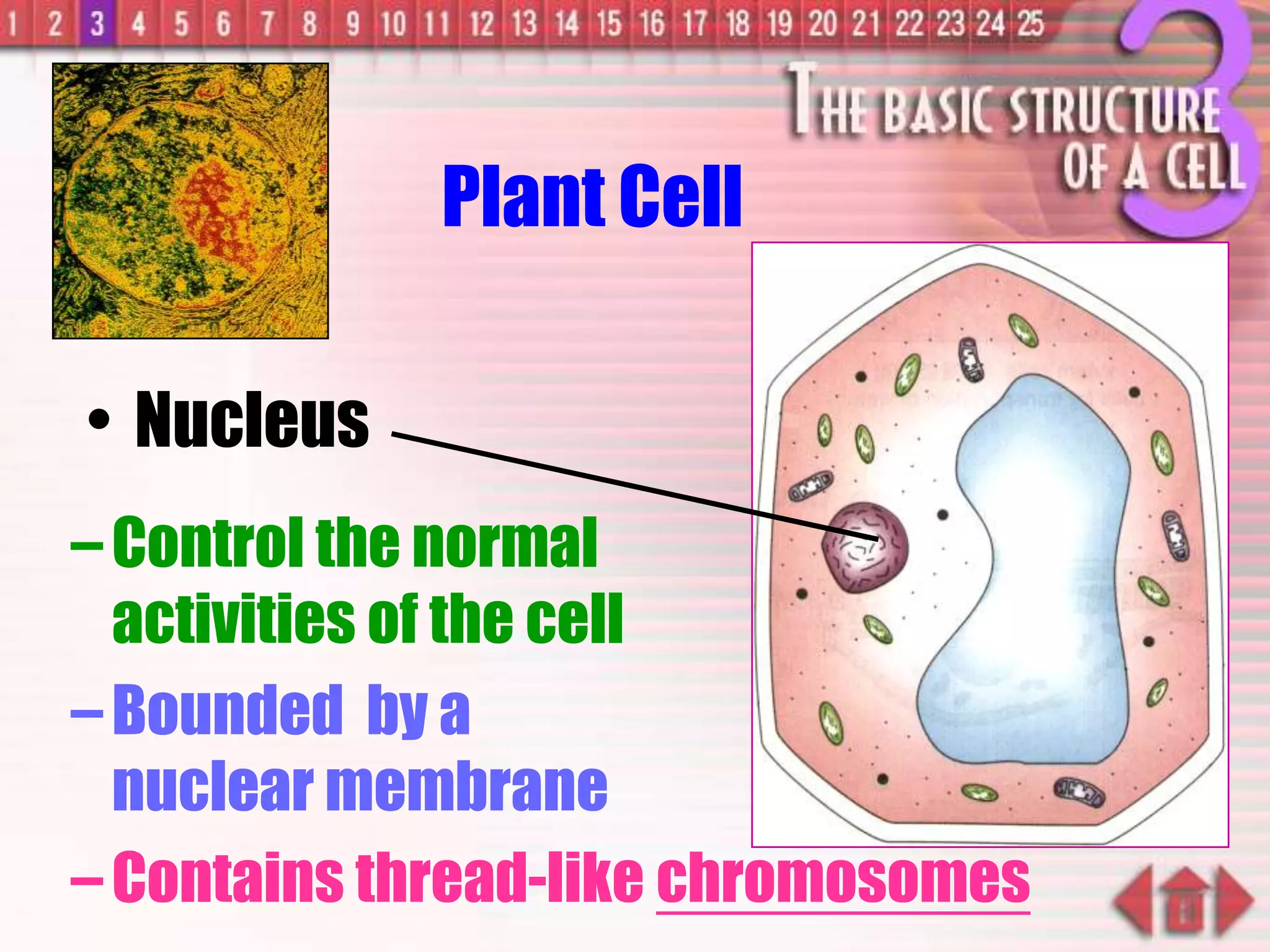 –Control the normal
activities of the cell
–Bounded by a
nuclear membrane
–Contains thread-like chromosomes
Plant Cell
• Nucleus
 
