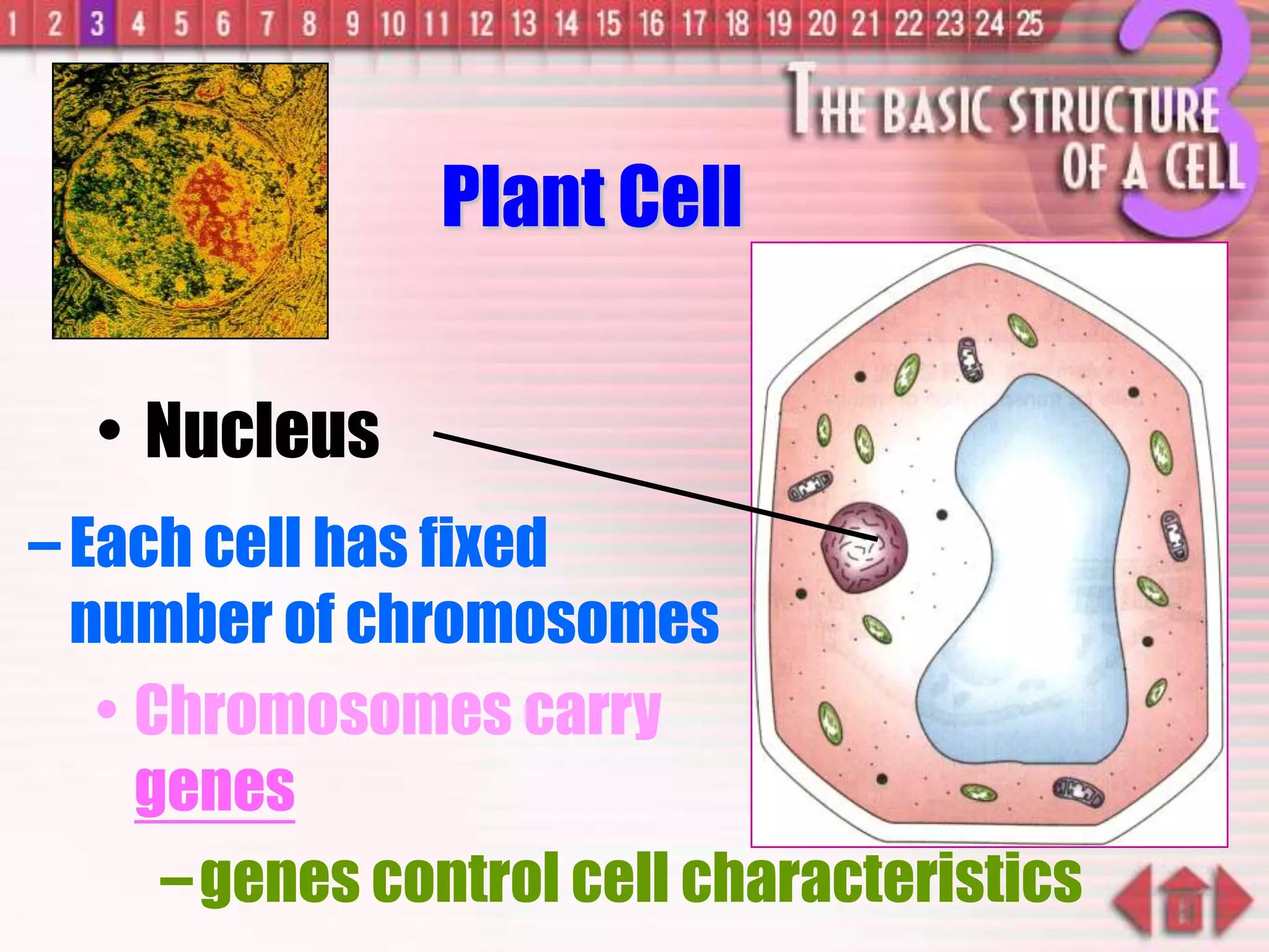 –Each cell has fixed
number of chromosomes
• Chromosomes carry
genes
–genes control cell characteristics
• Nucleus
Plant Cell
 