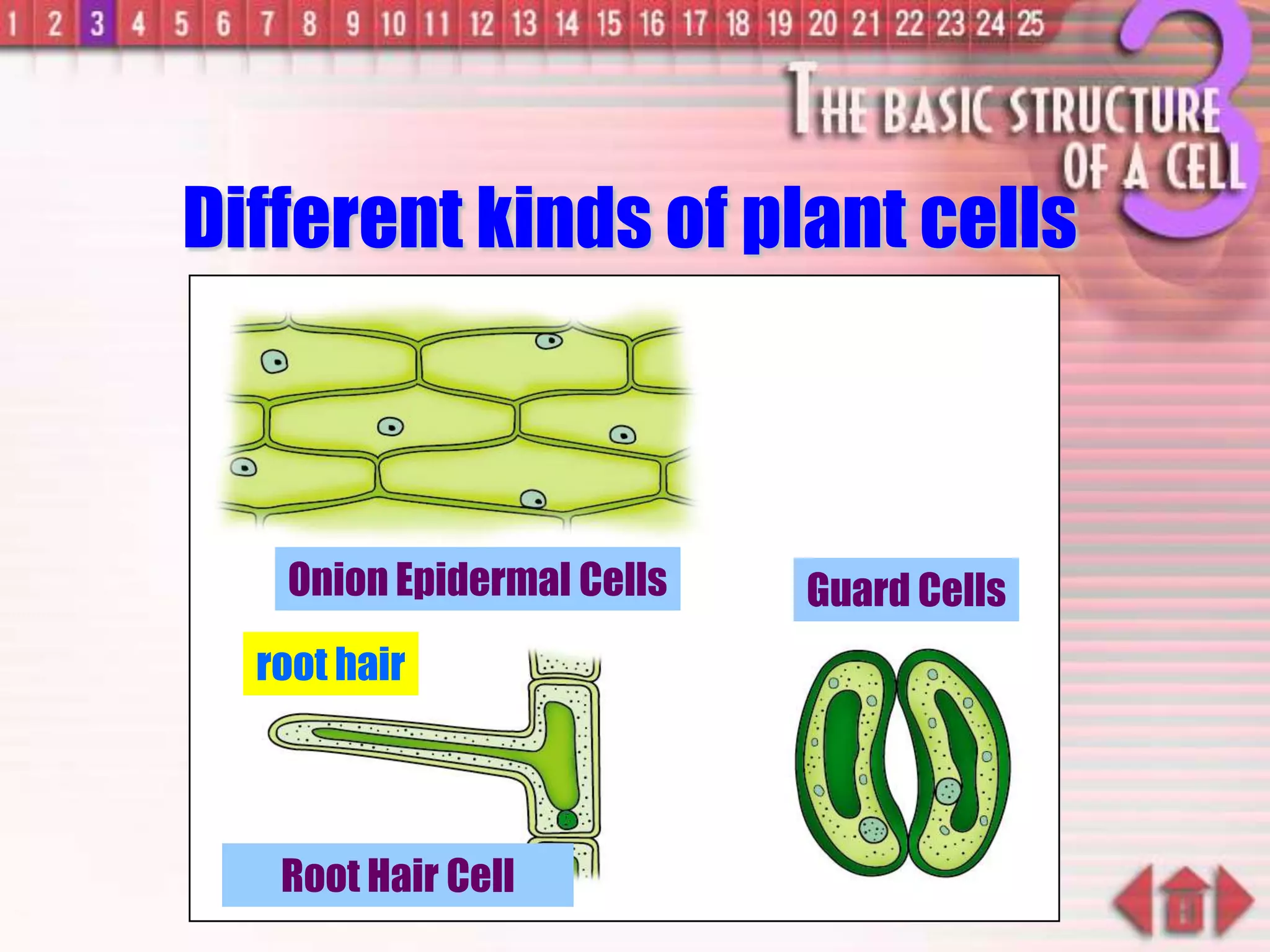 Different kinds of plant cells
Onion Epidermal Cells
Root Hair Cell
root hair
Guard Cells
 