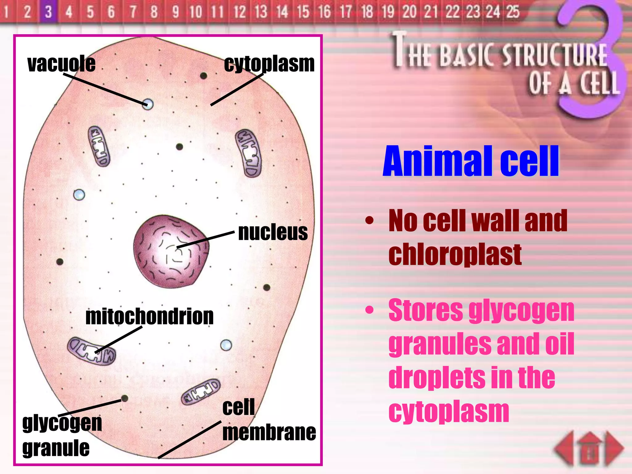 mitochondrion
nucleus
glycogen
granule
cell
membrane
cytoplasm
Animal cell
• No cell wall and
chloroplast
• Stores glycogen
granules and oil
droplets in the
cytoplasm
vacuole
 