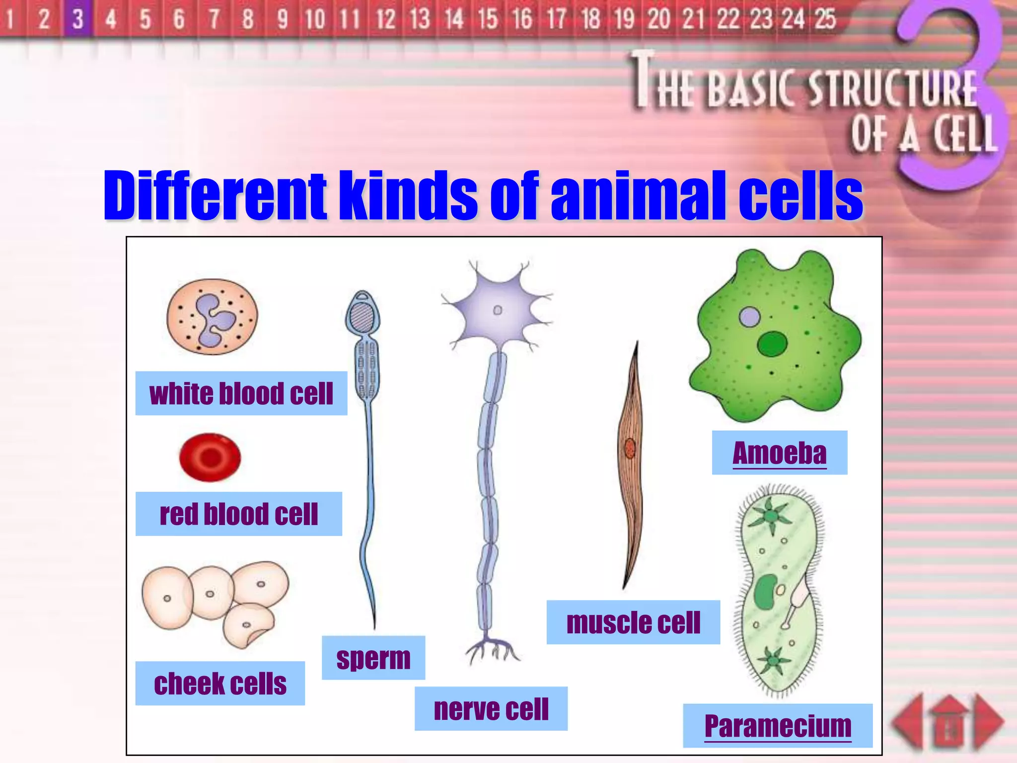 Different kinds of animal cells
white blood cell
red blood cell
cheek cells
sperm
nerve cell
muscle cell
Amoeba
Paramecium
 